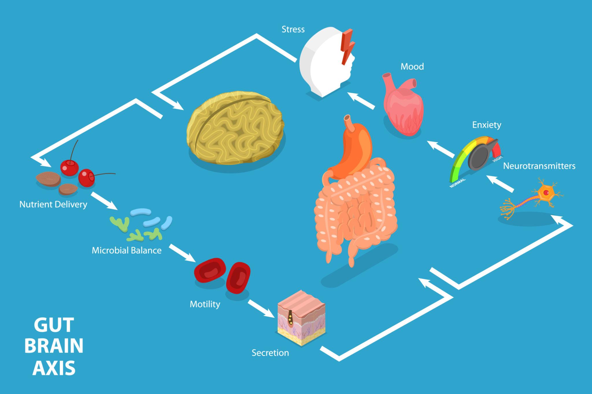 ภาพอธิบาย Gut-Brain Axis ความสัมพันธ์ระหว่างจุลินทรีย์ในลำไส้และอารมณ์